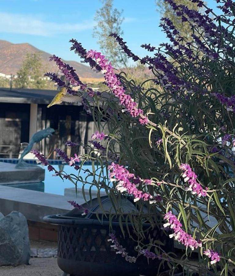 Finca Cazosa Valle de Guadalupe Εξωτερικό φωτογραφία